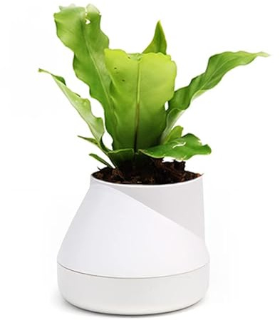 Qualy Oasis Hill Blumentopf mit Selbstbewässerungssystem in der Farbe Weiß, Größe: S, QLX20001-WH