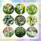 10 pcs märzenbecher zwiebeln kaufen - Leucojum vernum - blumenzwiebeln mehrjährig winterhart, hydrokultur pflanzen märzenbecher pflanze Knollen blumenzwiebeln frühblüher garden blumen
