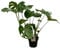 Trendyplants - Monstera Deliciosa - Plante en trou - Hauteur 65-85 cm - Taille du pot Ø21cm