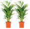 Bloomique - 2er Set - Dypsis Lutescens - Goldfruchtpalme - Areca Palme - Zimmerpflanzen - Pflegeleicht - Haustierfreundlich - Höhe 60-70 cm - Topf 17 cm