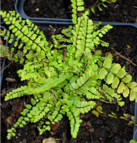Staudenkulturen Wauschkuhn Asplenium trichomanes - Streifenfarn - Farn im 9cm Topf