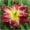 Taglilienzwiebeln,Taglilien Winterhart,Hemerocallis Knollen,Winterhart MehrjäHrig,Wilde Taglilien,Winterhart,Blumen FüR Alle Jahreszeiten,Taglilien Rhizome-3zwiebeln-E