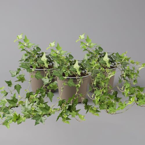 Efeu, grün, Topf-Ø 12/13 cm, 6 Pflanzen