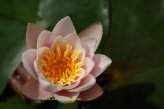 1 HALBZWERGSEEROSE der Sorte Berthold, zartrosa