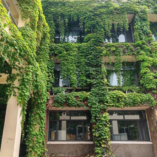 300 piezas Semillas de hiedra de Boston, Macetas, regalos para los amantes del jardín. Cultivo de semillas, plantas de cobertura resistentes. Plantas resistentes para el jardín. Jardín