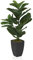 hjh OFFICE Plante Artificielle 80cm LYRATA Plante décorative Artificielle avec Pot, figuier Exotique pour Salon Chambre Bureau