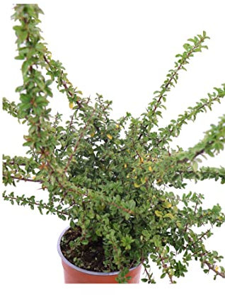 Pianta di Pyracantha Coccinea Soleil D'Or Agazzino Giallo pianta ornamentale da esterno cespuglio a bacche gialle pianta vera venduta da eGarden.store (Vaso 24 cm)
