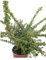 Pianta di Pyracantha Coccinea Soleil D'Or Agazzino Giallo pianta ornamentale da esterno cespuglio a bacche gialle pianta vera venduta da eGarden.store (Vaso 24 cm)