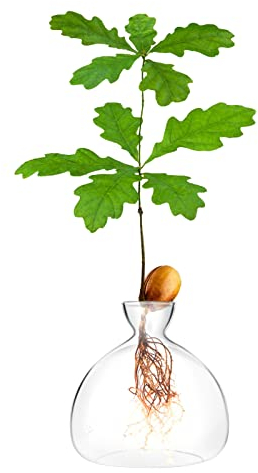 Eichel-Keimsamen, Starter, Pflanzgefäß, Vase, Terrarien, Topf, Eichelbaum, Anzuchts-Set, Deko-Glaszwiebeln, Anzuchtsvasen, Eichelbäume zu Hause, ausgefallene Geschenke für Sie