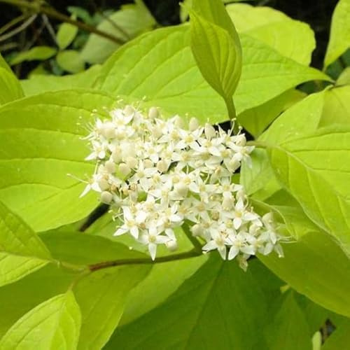 Goldener Tatarischer Hartriegel 'Aurea' - Cornus alba 'Aurea' - 60-80 cm Topf - Zierstrauch für Garten