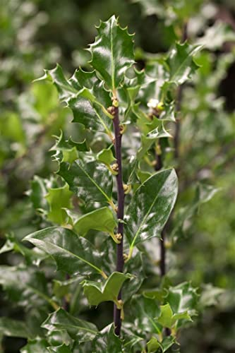 Ilex meserveae 'Blue Angel' 30-40 cm - Stechpalme, immergrün, rote Beeren, winterhart, ideal für Hecken und Kübel, pflegeleicht