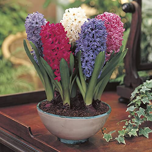 I bulbi di giacinto hanno un lungo periodo di fioritura e una forte fragranza. Hanno un lungo periodo di fioritura.-4 bulbi-b