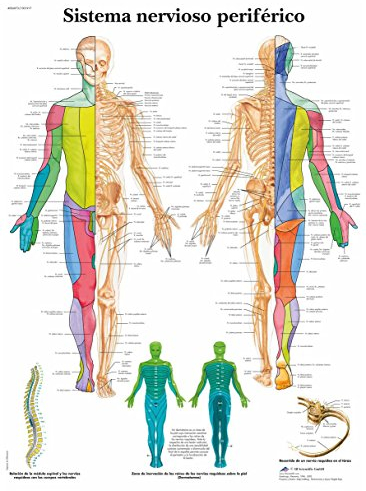 3B Scientific VR3621UU Poster de Papel, El Sistema Nervioso Periférico Humano