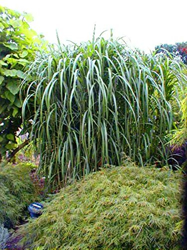 Riesen-Chinaschilf, winterhart, Miscanthus Giganteus, Elefantengras, im großen 5 Liter-Topf
