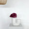Lykke & You Hortensie weinrot