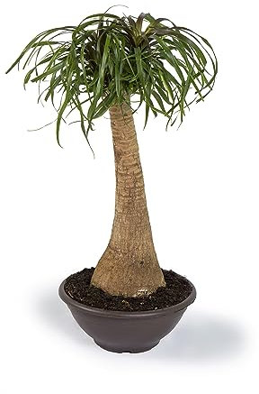 Cool Green - Planta natural interior - Beaucarnea - Apta para Mascotas