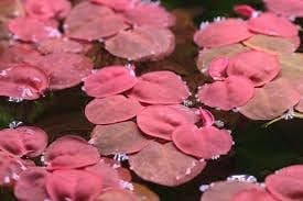 Red Root Floater Phyllanthus Fluitans, Live Aquarium Pond Red Floating Plant, 20g