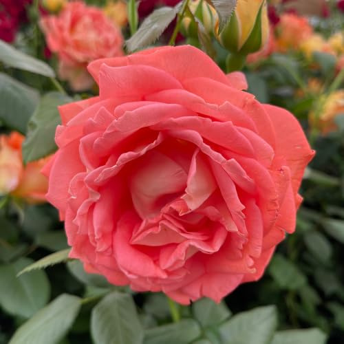 YouGarden Harkness 'Fab at 50' ® Birthday Rose, Birthday Present, 50th Gift, presented in a 4 Litre Pot, Ready To Plant