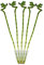 5er Set Glücksbambus 'Lucky Bamboo' - spiralförmig - im Röhrchen - Dracaena Sanderiana - ca. 40 cm hoch