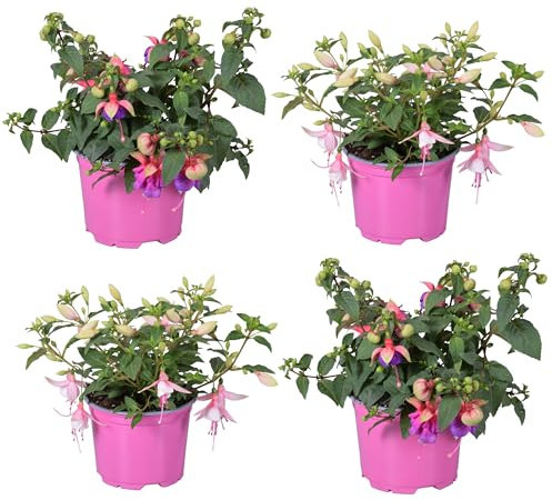 Fushia Natural Planta de Primavera con Flores Colgantes para tu Jardín