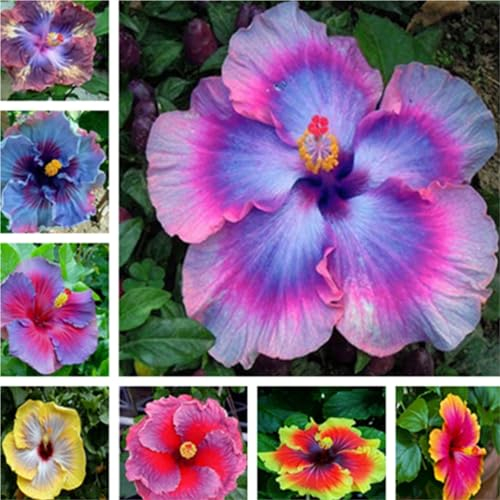 Hibiscus Pflanzen zwiebeln,winterharte pflanzen,mehrjährige krautige pflanzen,Hibiscus Pflanzen,Pflanzen in Top Qualität,hibiskus pflanzen(kältebeständig,nicht künstlich)-4zwiebeln-A