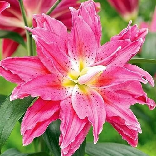 Set 10x Lilienzwiebeln Baumlilie Riesenlilie Lilium Knollen Zwiebeln Rosa Pink Volle Vollblütige Lilie Roselily Julia