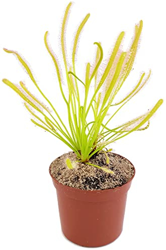 Fangblatt - Drosera Capensis Alba - Sonnentau im Ø 9 cm Topf - fleischfressende Pflanze