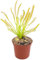Fangblatt - Drosera Capensis Alba - Sonnentau im Ø 9 cm Topf - fleischfressende Pflanze