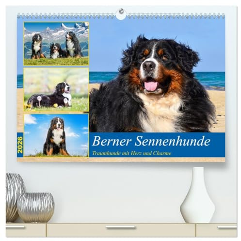 Berner Sennenhunde - Traumhunde mit Charme (hochwertiger Premium Wandkalender 2026 DIN A2 quer), Kunstdruck in Hochglanz: Ein Einblick in die Welt des ... eine gute Figut macht. (CALVENDO Tiere)