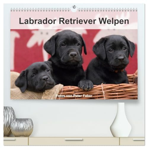 Labrador Retriever Welpen (hochwertiger Premium Wandkalender 2026 DIN A2 quer), Kunstdruck in Hochglanz: Junge Hunde (CALVENDO Tiere)