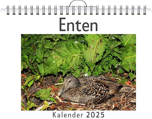 Enten - (Wandkalender 2025, Kalender DIN A4 quer, Monatskalender im Querformat mit Kalendarium, das perfekte Geschenk)