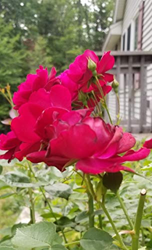 Rose Bloom Journal (Natural Wonders, Band 75)