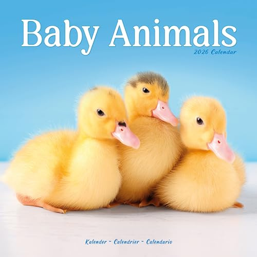 Baby Animals 2026 Calendar | Square Wall Calendar | Animal Gift | Plastic Free Packaging | by Avonside Publishing