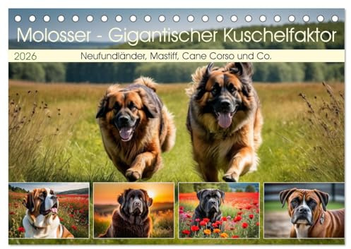 Molosser - Gigantischer Kuschelfaktor (Tischkalender 2026 DIN A5 quer), CALVENDO Monatskalender: Neufundländer, Mastiff, Cane Corso und Co. (CALVENDO Tiere)