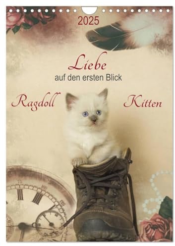 Liebe auf den ersten Blick Ragdoll Kitten (Wandkalender 2025 DIN A4 hoch), CALVENDO Monatskalender