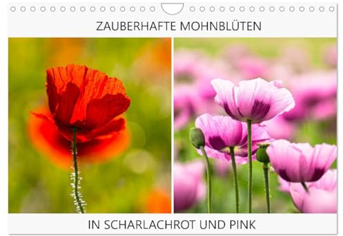 ZAUBERHAFTE MOHNBLÜTEN IN SCHARLACHROT UND PINK (Wandkalender 2026 DIN A4 quer), CALVENDO Monatskalender: Jedes blühende Mohnfeld ist für mich ein Highlight. (CALVENDO Natur)