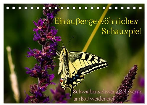 Ein außergewöhnliches Schauspiel (Tischkalender 2026 DIN A5 quer), CALVENDO Monatskalender: Schwalbenschwanz Schwarm am Blutweiderich (CALVENDO Tiere)