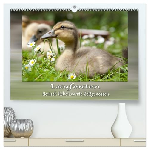 Laufenten - tierisch liebenswerte Zeitgenossen (hochwertiger Premium Wandkalender 2026 DIN A2 quer), Kunstdruck in Hochglanz: Ein Muss für jeden Laufentenliebhaber! (CALVENDO Tiere)
