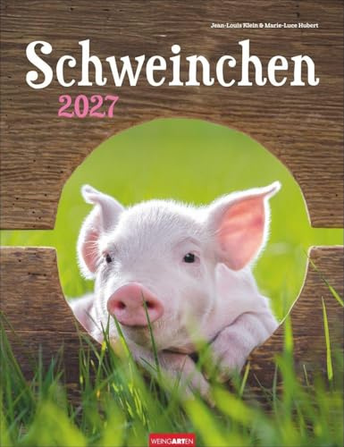 Schweinchen Kalender 2027: Wandkalender mit witzigen Fotos der liebenswerten Borstentiere. Ein Fotokalender, der Tierfreunde verzaubert. Tierkalender im Format 30 x 39 cm