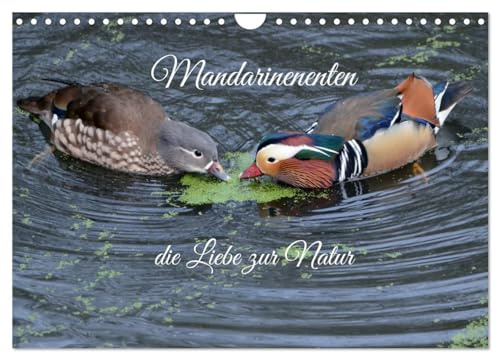 Mandarinenenten, die Liebe zur Natur (Wandkalender 2026 DIN A4 quer), CALVENDO Monatskalender: Wenn man die Mandarinen Enten sieht, dann kann einem ... nur das Herz höher schlagen (CALVENDO Tiere)