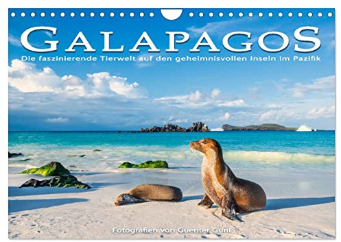 Die faszinierende Tierwelt der Galapagos-Inseln (Wandkalender 2026 DIN A4 quer), CALVENDO Monatskalender: Einblicke in die faszinierende Tierwelt der entlegenen Inseln im Pazifik (CALVENDO Natur)