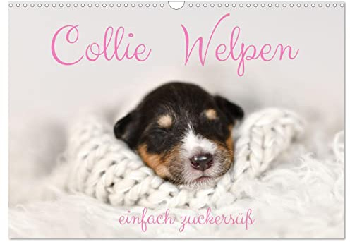 Collie Welpen einfach zuckersüß (Wandkalender 2026 DIN A3 quer), CALVENDO Monatskalender: Wundervolle Fotografien von schlafenden Colliewelpen (CALVENDO Tiere)