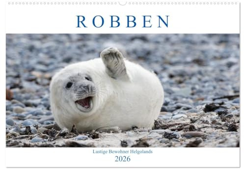 Robben - Lustige Bewohner Helgolands (Wandkalender 2026 DIN A2 quer), CALVENDO Monatskalender: Für Liebhaber des größten Raubtieres in Deutschland. (CALVENDO Tiere)