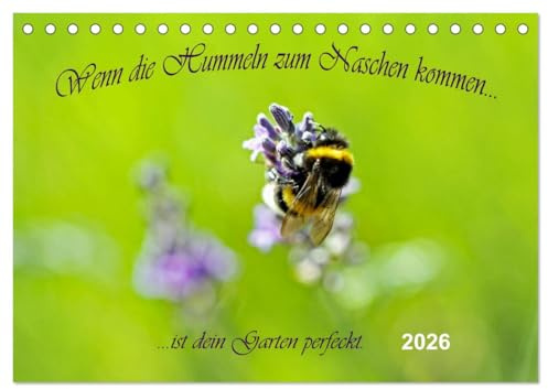 Wenn die Hummeln zum naschen kommen, ist dein Garten perfekt (Tischkalender 2026 DIN A5 quer), CALVENDO Monatskalender: Insekten in einer bunten Blütenwelt (CALVENDO Tiere)
