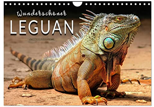 Wunderschöner Leguan (Wandkalender 2026 DIN A4 quer), CALVENDO Monatskalender: Eindrucksvolle Bilder der imposanten Schuppenkriechtiere. (CALVENDO Tiere)