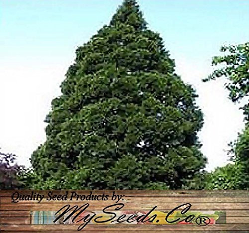 (40) Sequoia gigante, Sequoiadendron giganteum semi di albero - in rapida crescita