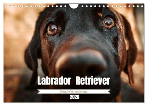 Verzauberung Labrador Retriever 2026 (Wandkalender 2026 DIN A4 quer), CALVENDO Monatskalender
