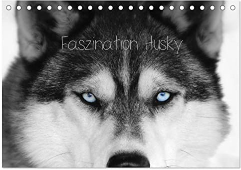 Faszination Husky (Tischkalender 2026 DIN A5 quer), CALVENDO Monatskalender: Für alle Huskyverrückten das perfekte Geschenk! Lassen Sie sich verzaubern von unserem Rudel! (CALVENDO Tiere)