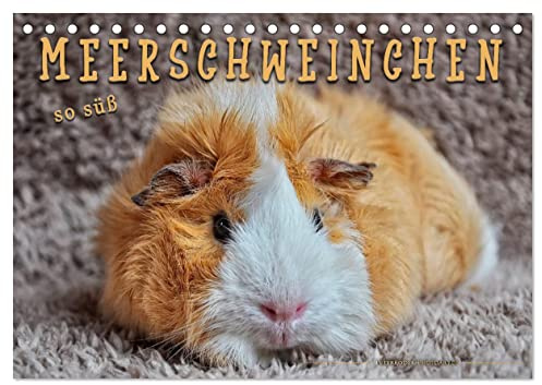 Meerschweinchen - so süß (Tischkalender 2026 DIN A5 quer), CALVENDO Monatskalender: Eindrucksvolle Bilder der niedlichen Nager. (CALVENDO Tiere)