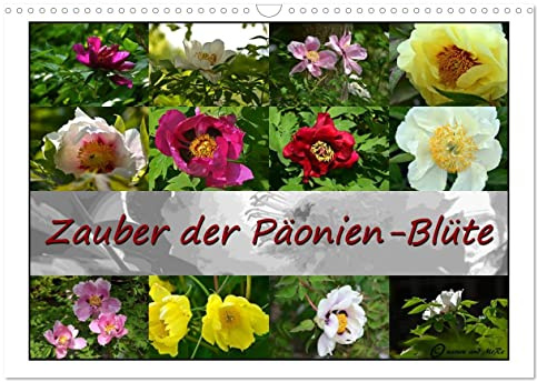 Zauber der Päonien-Blüte (Wandkalender 2026 DIN A3 quer), CALVENDO Monatskalender: Die schönsten Aufnahmen der zauberhaften Strauch-Päonien begleiten Sie durchs Jahr (CALVENDO Natur)